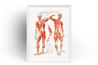 Human Body Anatomy Vintage Wall Art Print Vintage Wall Art Muscles Anatomy Väggtavlor Antique Fine Art  Poster  Art Gift 1560016487