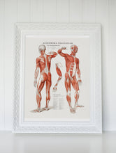 Human Body Anatomy Vintage Wall Art Print Vintage Wall Art Muscles Anatomy Väggtavlor Antique Fine Art  Poster  Art Gift 1560016487