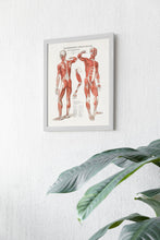 Human Body Anatomy Vintage Wall Art Print Vintage Wall Art Muscles Anatomy Väggtavlor Antique Fine Art  Poster  Art Gift 1560016487