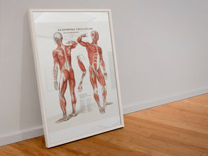 Human Body Anatomy Vintage Wall Art Print Vintage Wall Art Muscles Anatomy Väggtavlor Antique Fine Art  Poster  Art Gift 1560016487