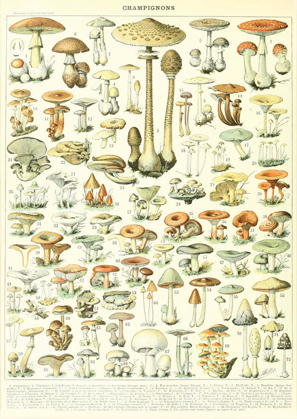 Vintage Botanical Mushroom Print Wall Art Poster 1565923984