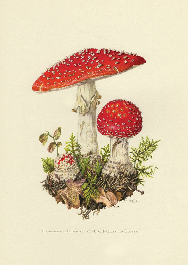 Vintage Botanical Print - Amanita Muscaria - Print Wall Art Poster 1565923208