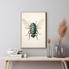 1960 Vintage Giant Tachinid Fly Print - Classic Flies Fly Illustration | Insect Diptera Entomology Art | Natural History Collectible